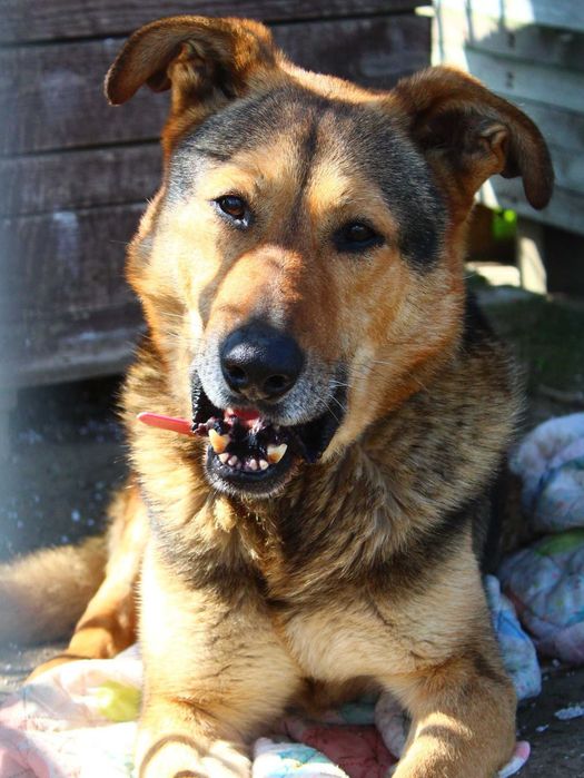 Sergiusz - w typie Owczarek niemiecki; inteligentny i przytulaśny