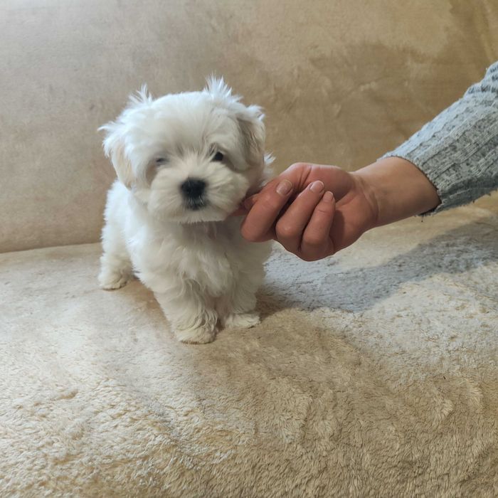 MALTAŃCZYK maltańczyk szczeniak piesek ZKwP (FCI)