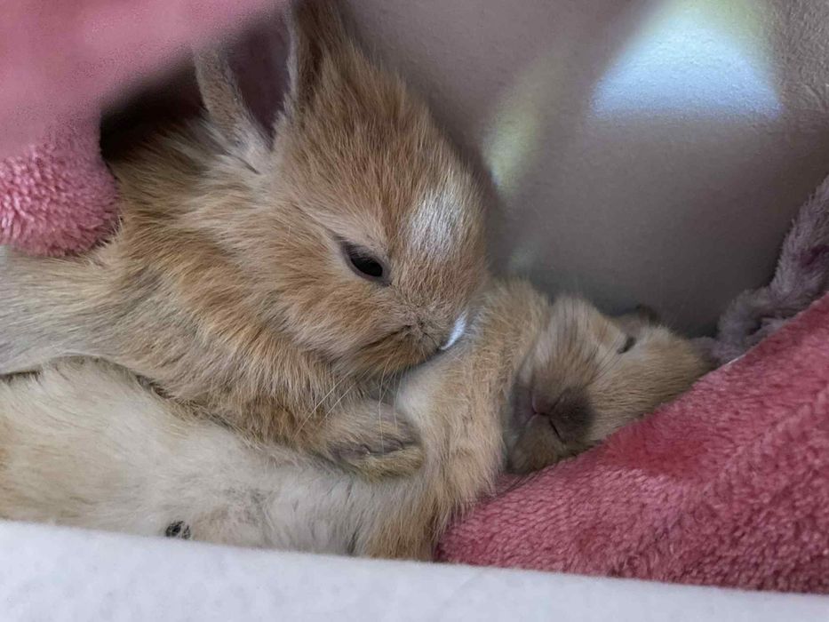 2 kroliki miniaturki