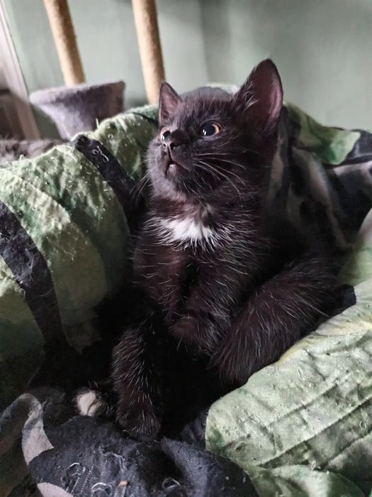 Śliczne kociaki do oddania