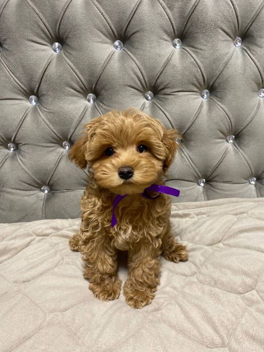 Щенки Мальтипу ищут родителей