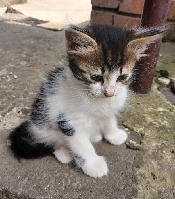 Віддаємо даром милих кошенят