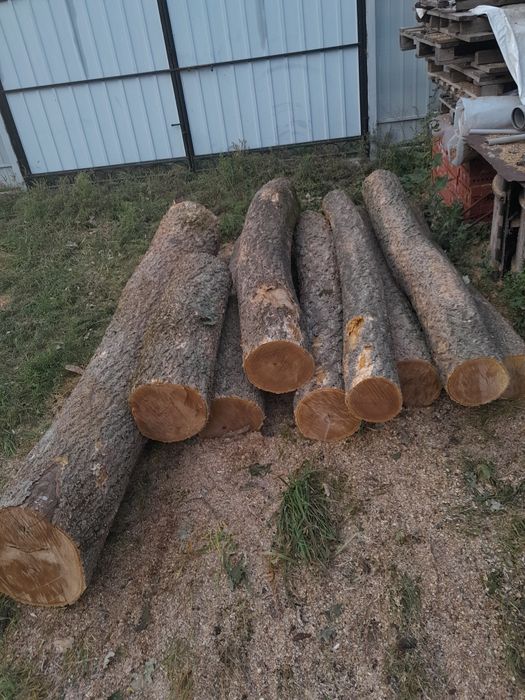 Коркове дерево амурське