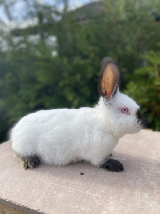 Каліфорнія 3 міс