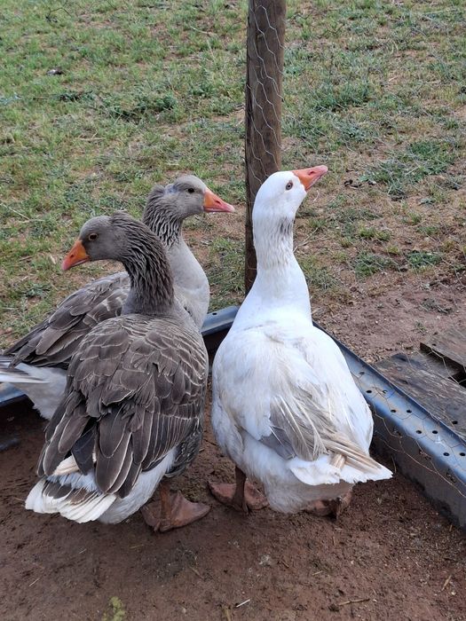 patos gansos disponível