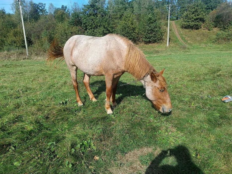 Продам молоду кобилу