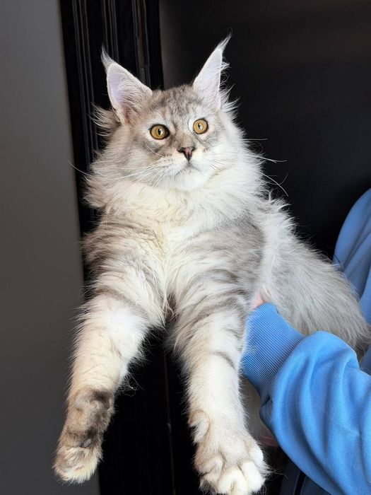 Срібний хлопчик  мейн кун