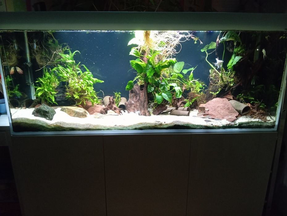 Akwarium Aquael glossy 405l