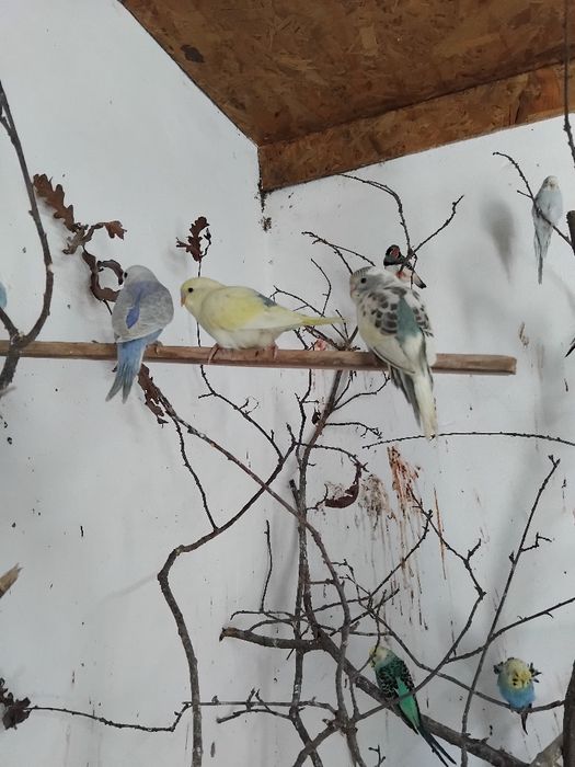 Piriquitos  novos