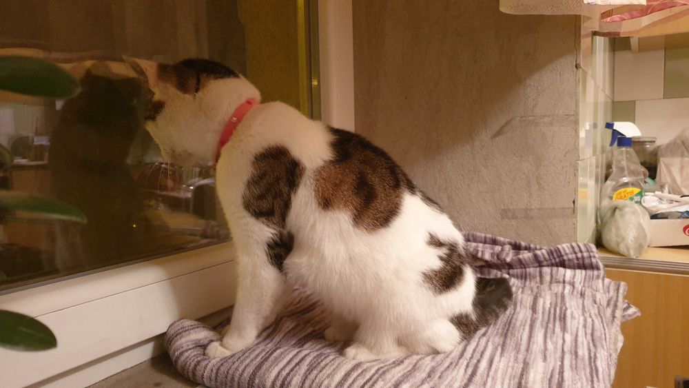 Koty szukają nowego domu