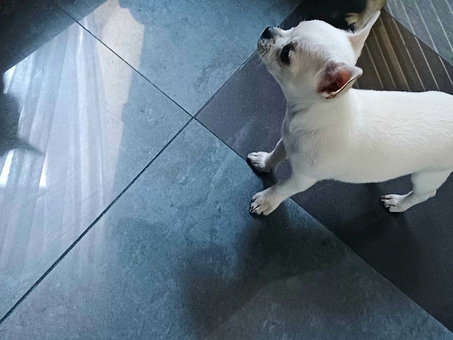 Przepiękna  Biało Kremowa  Chihuahua