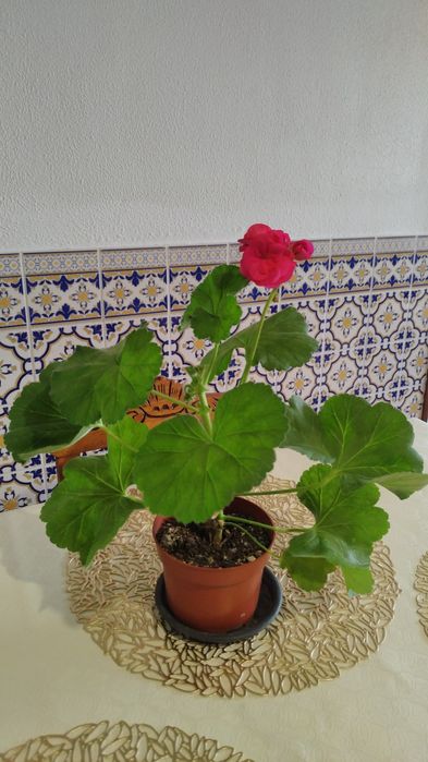 Flor Pelargonium Luna 5 Element