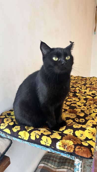 Маркіза шукає сімʼю