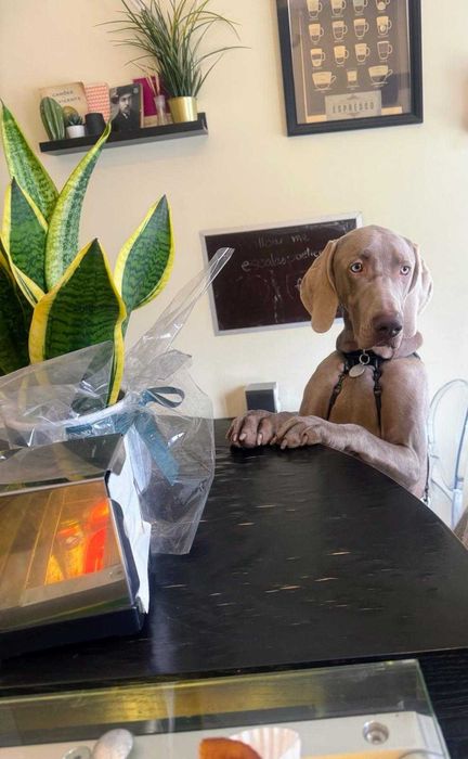 Doação Cão Raça Pura Weimaraner macho 10 meses