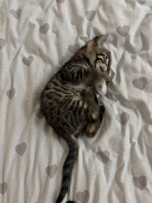 бенгальский котенок