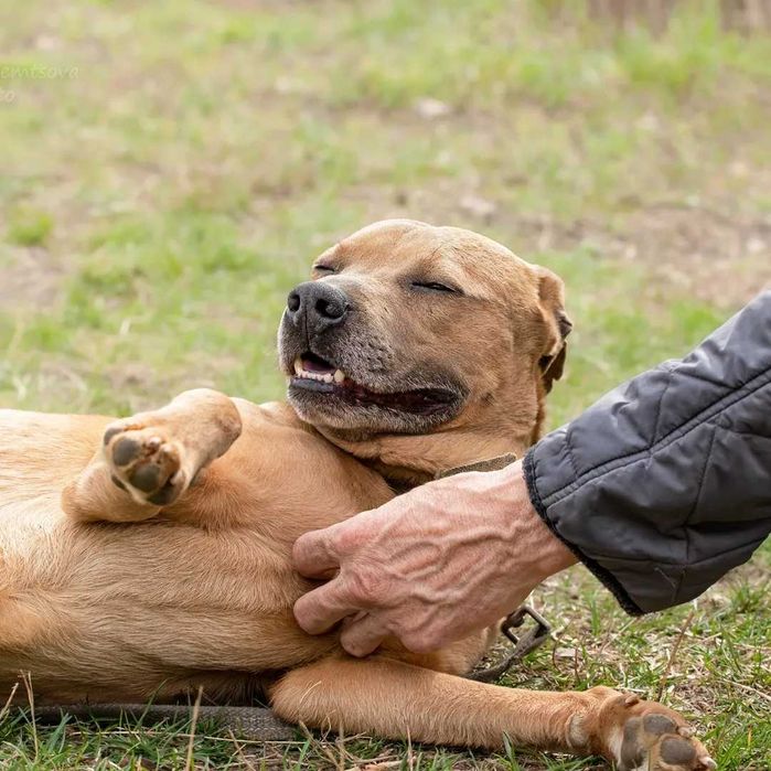 Мегакрутий Роккі шукає родину