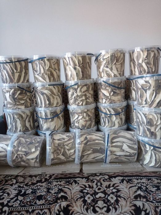 Гриби білі без піску Закарпаття