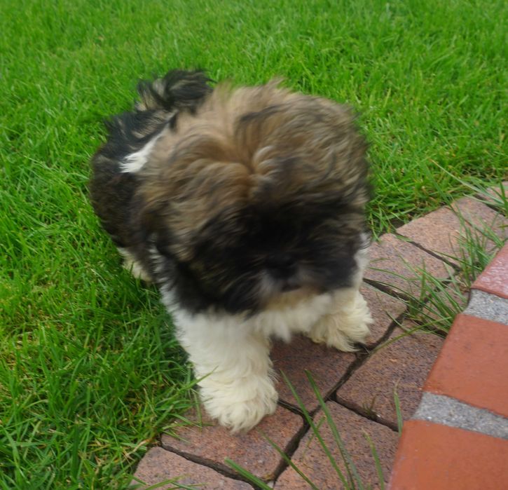 shih tzu sunia tricolor czarny pyszczek