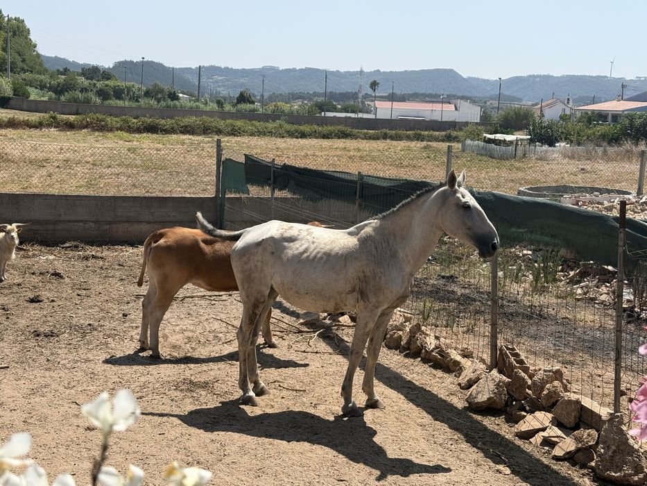 Égua, mansa e montada.