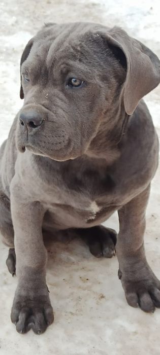 Кане -Корсо Хлопчик