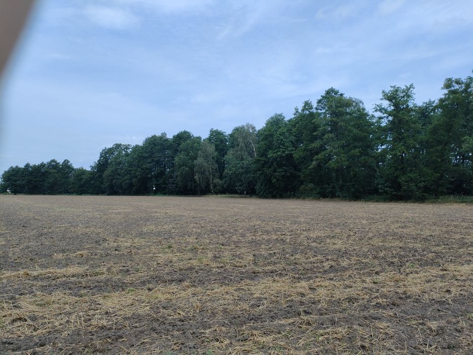 Działka leśna, las