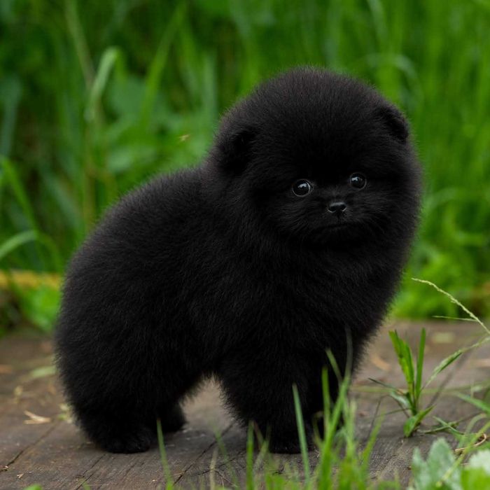Spitz Alemão Anão e/ou Lulu da Pomerânia  FEMEA BLACK   com  LOP e AFIXO