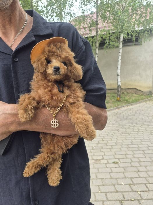 Хлопчік ред,3.5міс