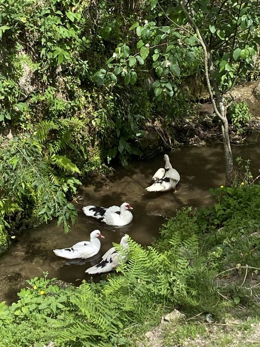 Ovos férteis de pato mudo