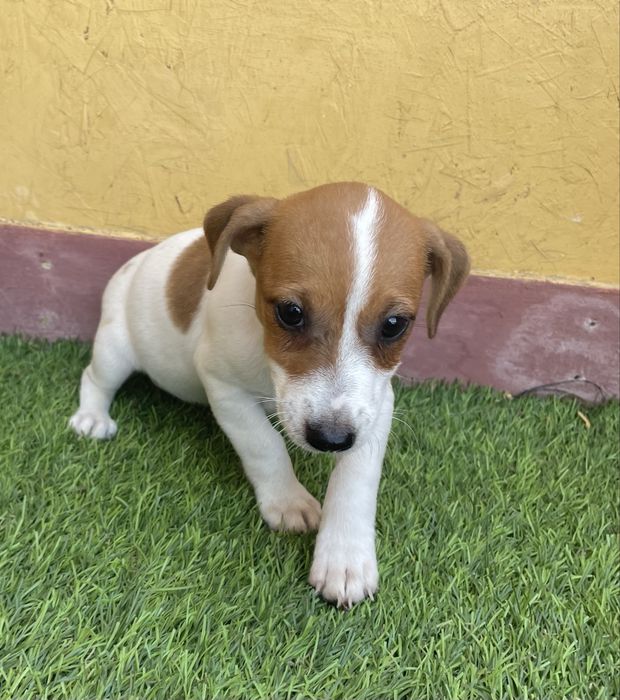 Fêmea Jack Russell