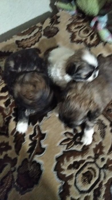 Чудові пікінесики шукають собі нову родину