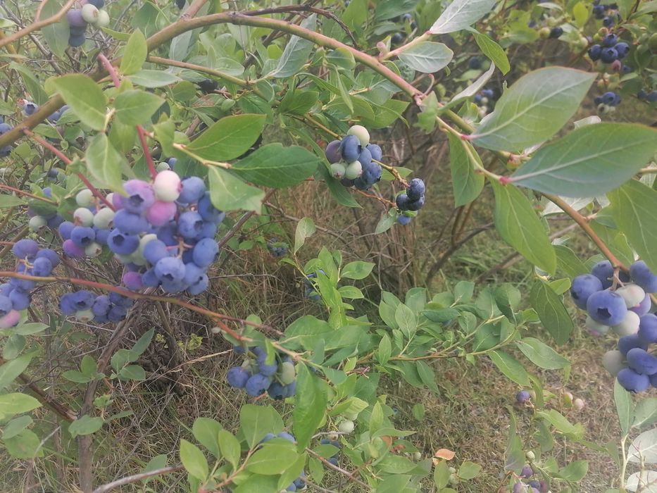 Działka Rod Śnieżka - Więcej