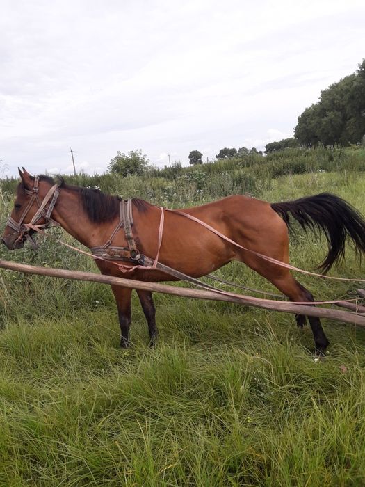 Кобила 8 років, спокійна