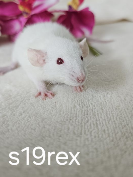 Szczurek szczur szczury