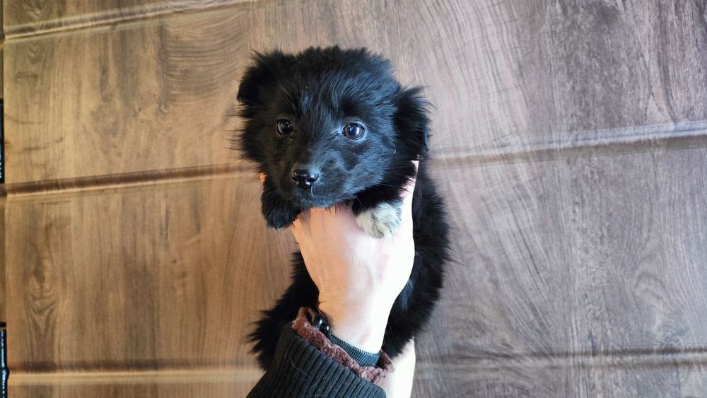 Цуцики шукають люблячих людей