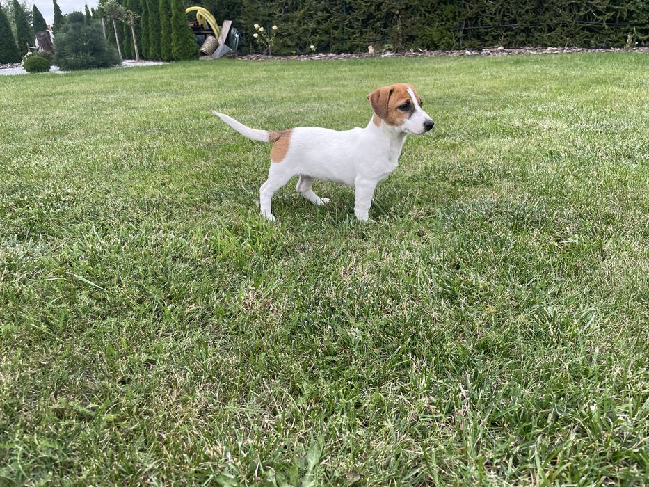 szczeniaki Jack Ressell Terrier