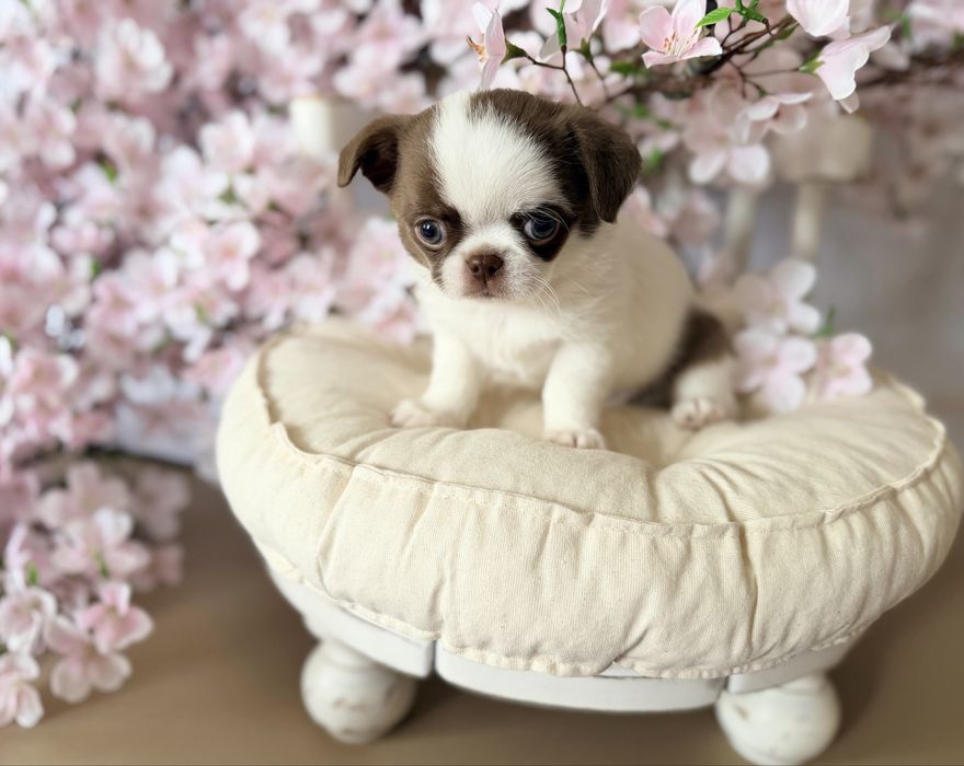 ***Prześliczny chłopczyk chihuahua***