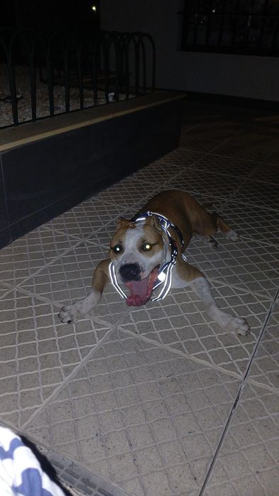 Vendo pitbull com american staff