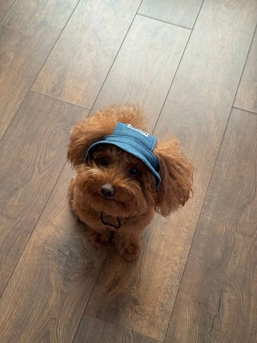 Панамки для собачок