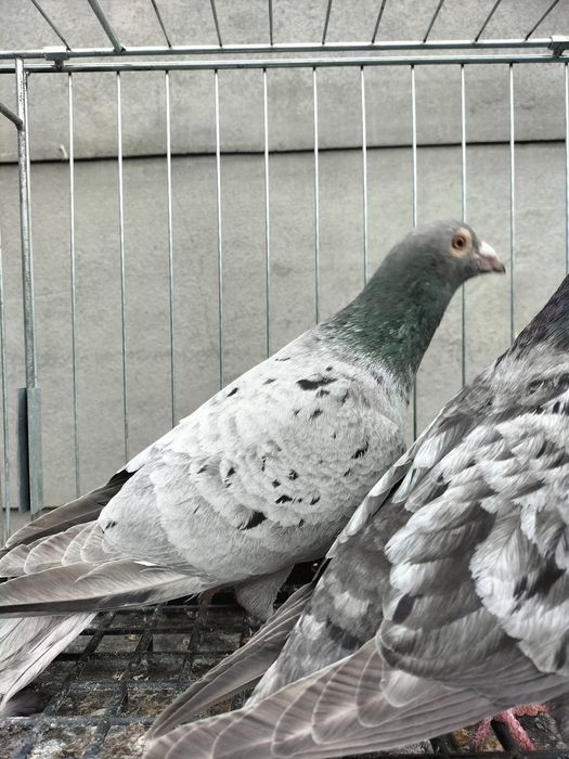 Gołąb gołębie pocztowe