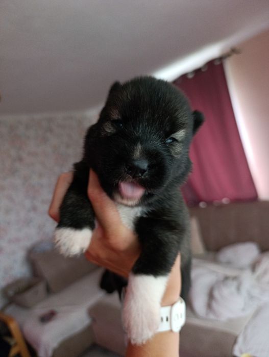 Siberian Husky FCI ZKwP