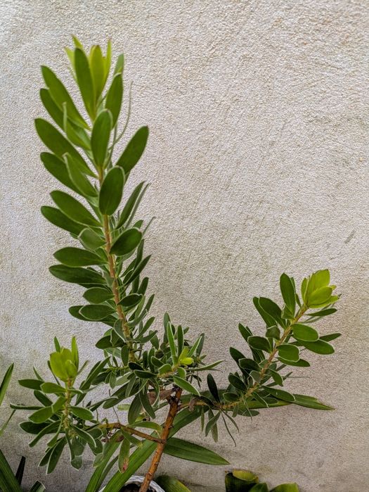 leucadendron verde - protea