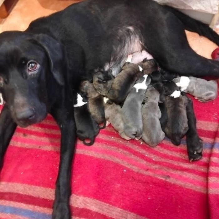 Animais para adopção
