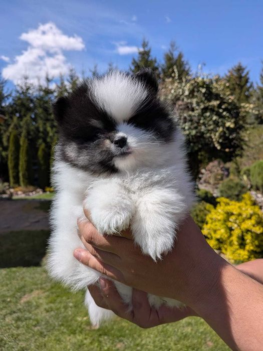 Szpic Miniaturowy Pomeranian Parti Color czarno-biały