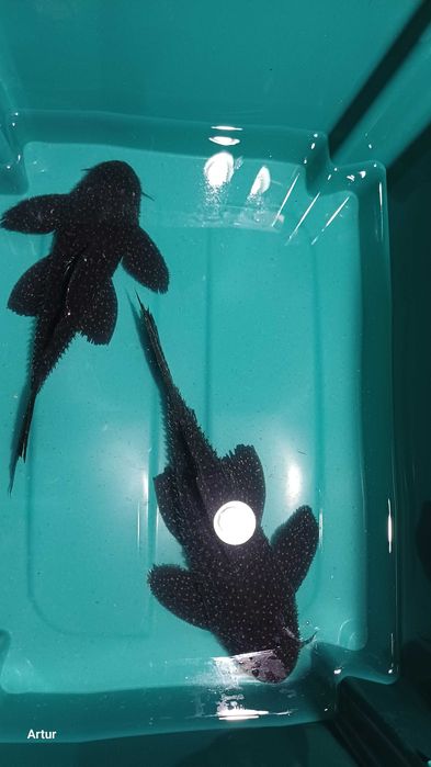 Zbrojnik Pseudacanthicus serratus SURINAME różne rozmiary