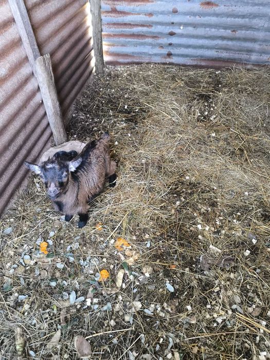 Disponível Cabrito anão