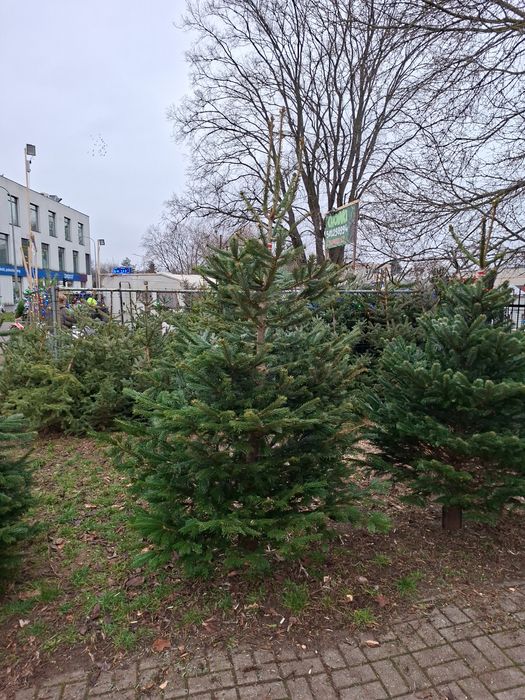 Choinki Świateczne z dowozem