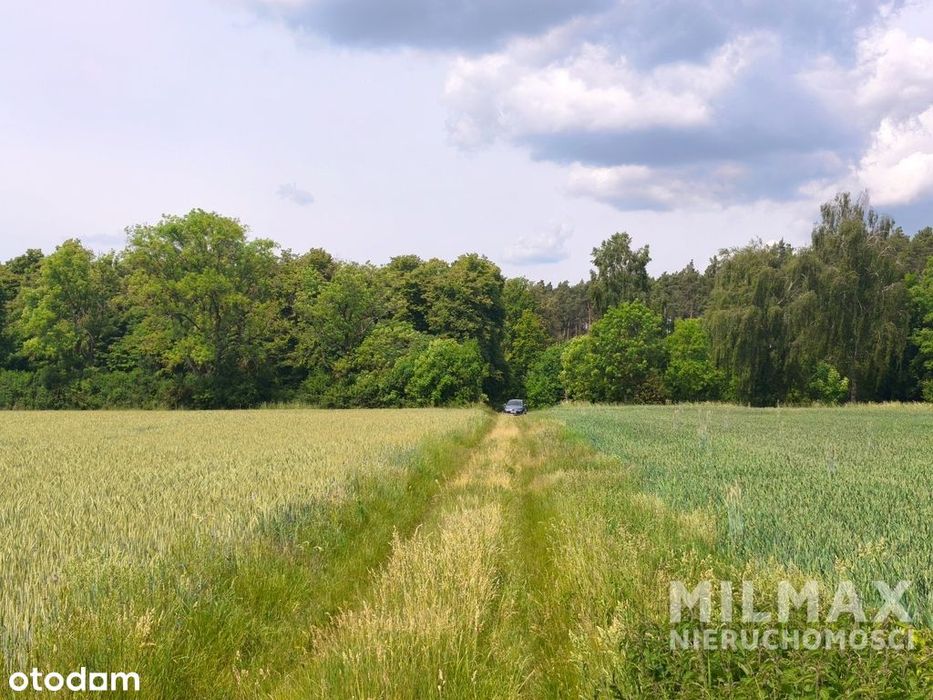 Duża działka rolna 16,45 ha – gmina Mieszkowice - Widok 6
