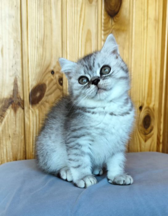 Гарний хлопчина срібна шиншила.