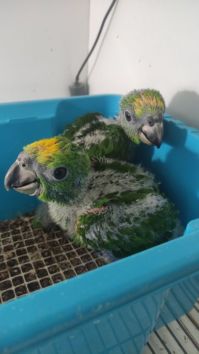 Papagaios Amazonas Ochrocephala 2025 - Criados á mão