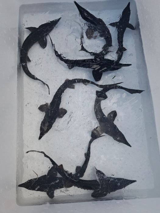 Lin narybek 13-18cm cm Dostępny! Karp, Amur, płoć